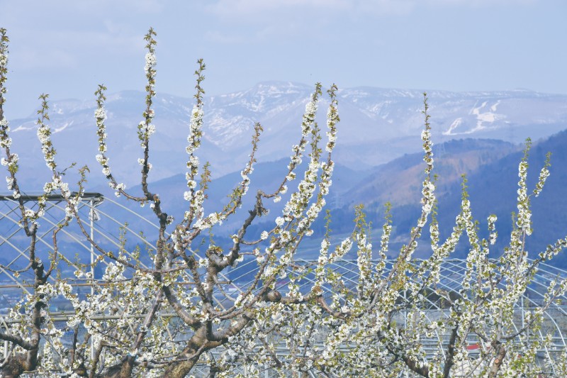 Flower viewing in cherry orchards