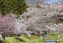 Greet the Gorgeous Pink Sakura in Fukushima’s Inawashiro-machi INAWASHIRO_SAKURA3
