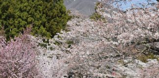 Greet the Gorgeous Pink Sakura in Fukushima’s Inawashiro-machi INAWASHIRO_SAKURA3