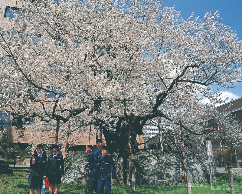 The rock-breaking sakura tree (Ishiwarizakura)