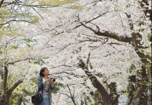 A Panoramic View of Sakura Blossoms in Kaminoyama-shi, Yamagata-ken KAMINOYAMA_SAKURA3