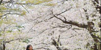 A Panoramic View of Sakura Blossoms in Kaminoyama-shi, Yamagata-ken KAMINOYAMA_SAKURA3