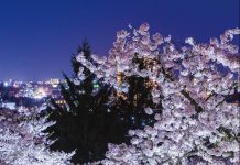 Poetic Beauty of Sakura Blossoms in Morioka-shi, Iwate-ken morioka castle view