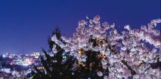 Poetic Beauty of Sakura Blossoms in Morioka-shi, Iwate-ken morioka castle view