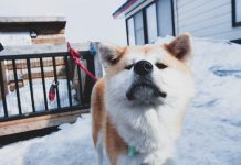 A short winter trip to Akita – seeing, doing, tasting the best of the prefecture! akita dog