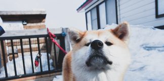 A short winter trip to Akita – seeing, doing, tasting the best of the prefecture! akita dog