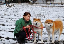 Snow, dogs and uniqueness in North – Tohoku akita dog