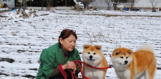 Snow, dogs and uniqueness in North – Tohoku akita dog