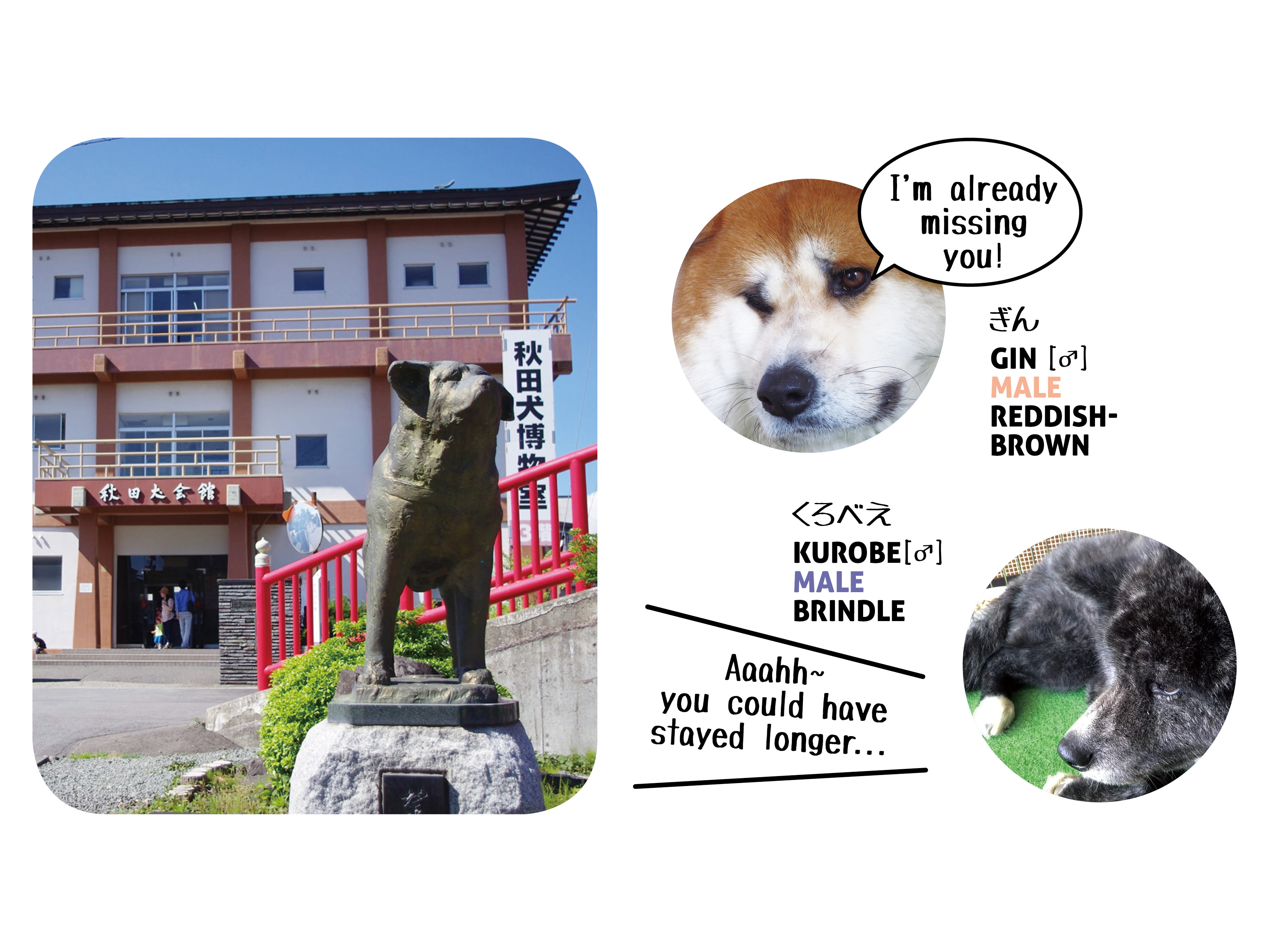 AKITA DOG MUSEUM