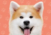 HOMELAND OF THE  AKITA DOG SNIFFING OUT THE HIDDEN SPOTS