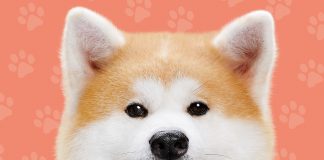 HOMELAND OF THE AKITA DOG SNIFFING OUT THE HIDDEN SPOTS