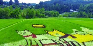 Homeland of the Akita Dog:Spectacular Scenery to Ensnare Your Senses akita