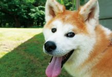 Homeland of the Akita Dog:Get to Know Akita Dogs Akita dog