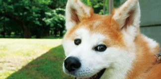 Homeland of the Akita Dog:Get to Know Akita Dogs Akita dog