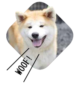 Akita dog