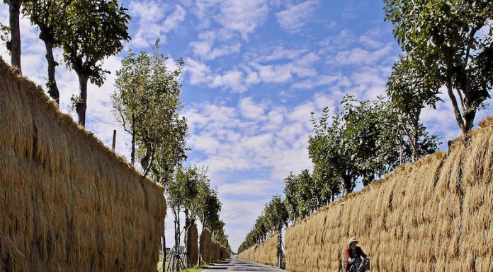 The avenue of hazagi for hanging and drying harveted  rice in Niigata-shi(city)   ©Niigata Visitors & Convention Bureau