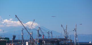 Misaki Port & Jogashima: Home to Beautiful Nature, Sparkling Seas, and Delicious Maguro (Tuna)