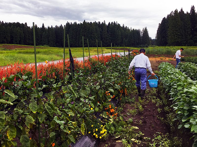 Local Farm in Niigata