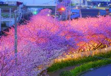 Miurakaigan: Town of Early Blooming Cherry Blossom is about one-hour train ride from Tokyo