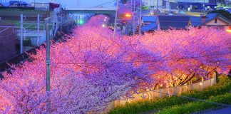 Miurakaigan: Town of Early Blooming Cherry Blossom is about one-hour train ride from Tokyo