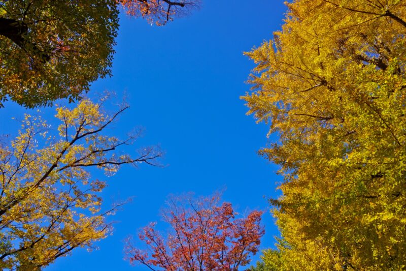 Suribachiyama Hill Ueno Park Autumn