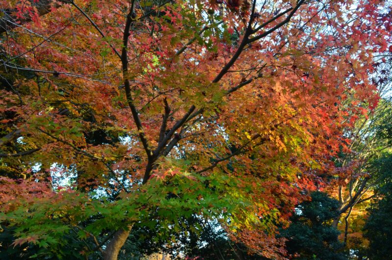 Ueno Park Autumn Red Leaves