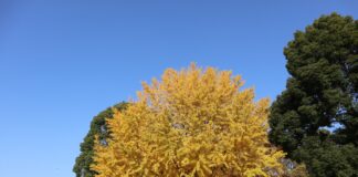 Tokyo Maple Hunting: Ueno Park Autumn Ueno Park Autumn