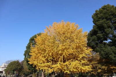 Ueno Park Autumn