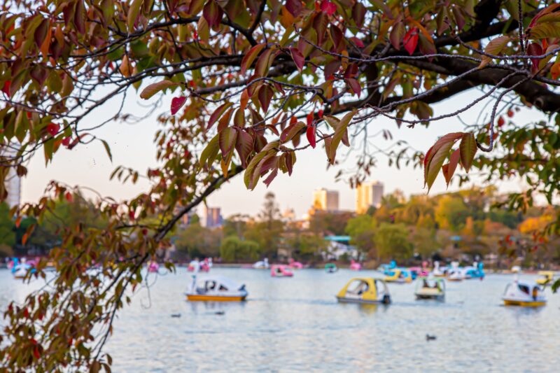 Ueno Park Autumn Pond Scenery