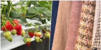 NHK WORLD-JAPAN Video on Demand Review:High-tech Strawberry Farming & Limitless Fabrics