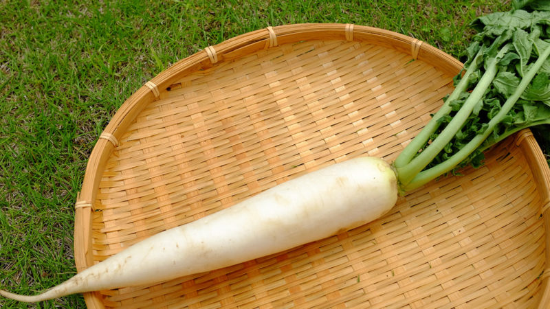 A picture shows Japanese grater, Oroshigane, and grated Japanese radish,  daikon-oroshi, in Tokyo on May