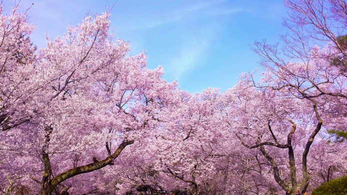 All about the weather and spring temperature in Japan! - WAttention.com