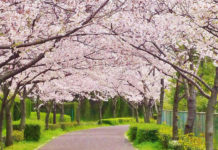 All about the weather and spring temperature in Japan! Cherry Blossoms