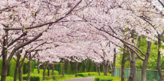 All about the weather and spring temperature in Japan! Cherry Blossoms