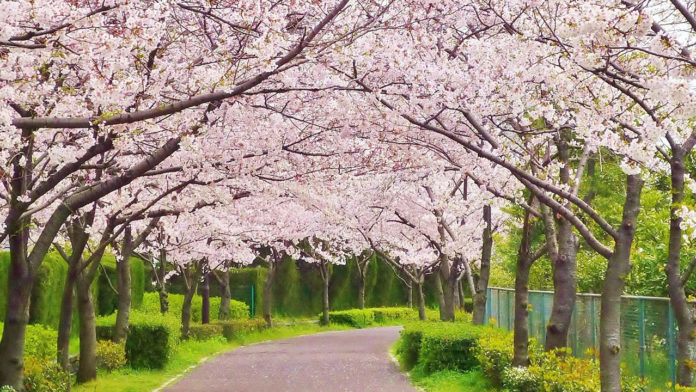 All about the weather and spring temperature in Japan! - WAttention.com