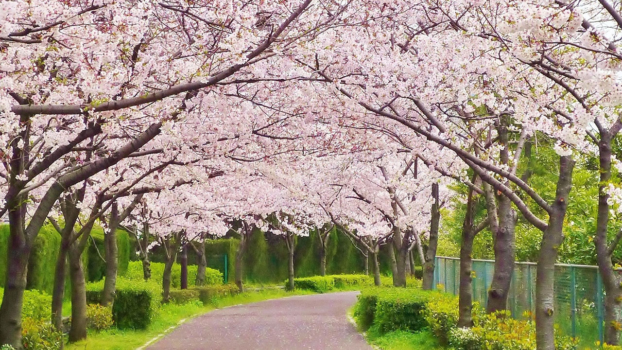 All about the weather and spring temperature in Japan!