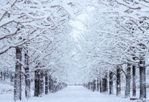 How Cold is Winter in Japan?