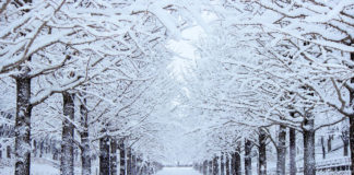 How Cold is Winter in Japan?