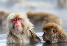 10 Ways to Enjoy a Japanese Winter