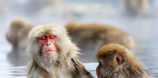 10 Ways to Enjoy a Japanese Winter