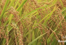 IN HARMONY WITH THE SEASONS: Hassaku