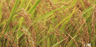 IN HARMONY WITH THE SEASONS: Hassaku