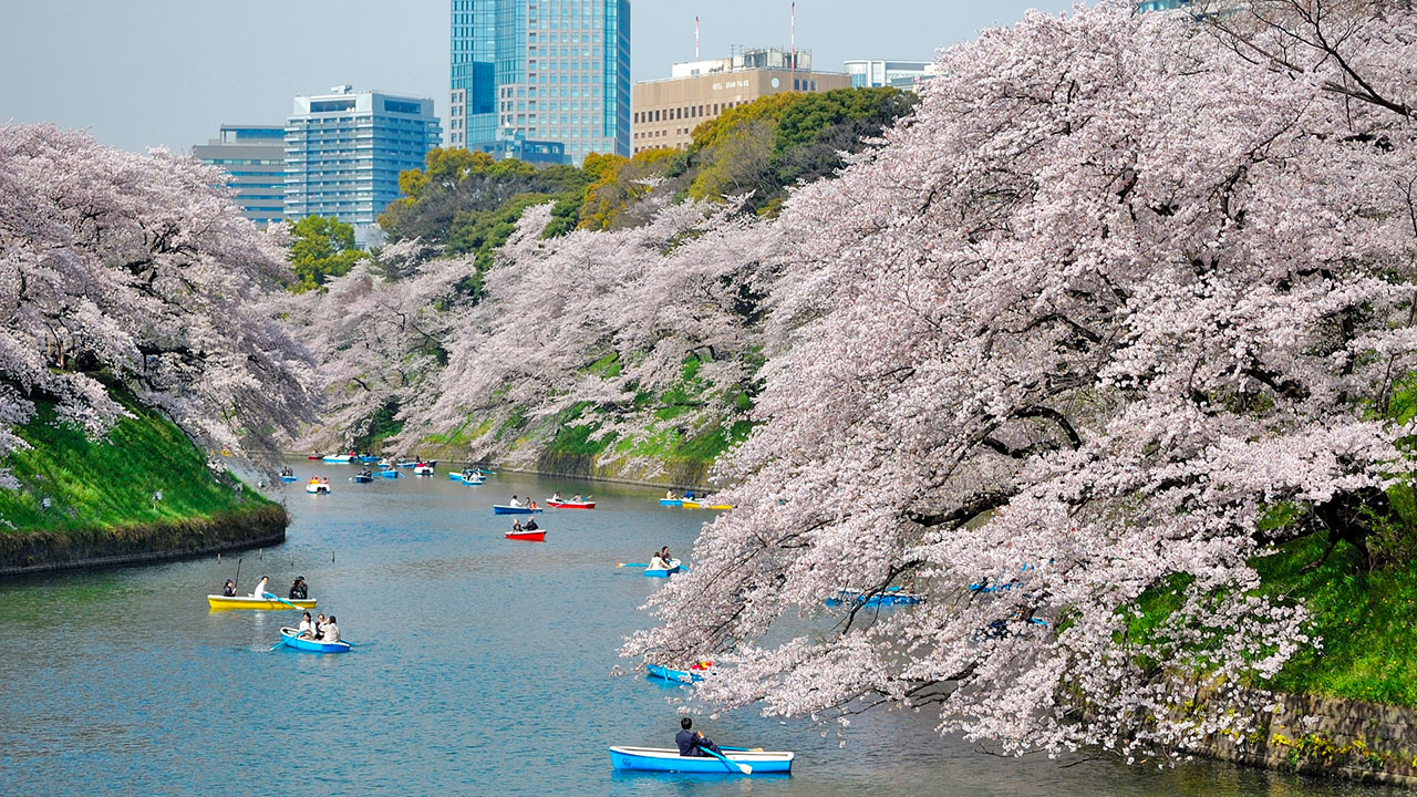 Cherry Blossom