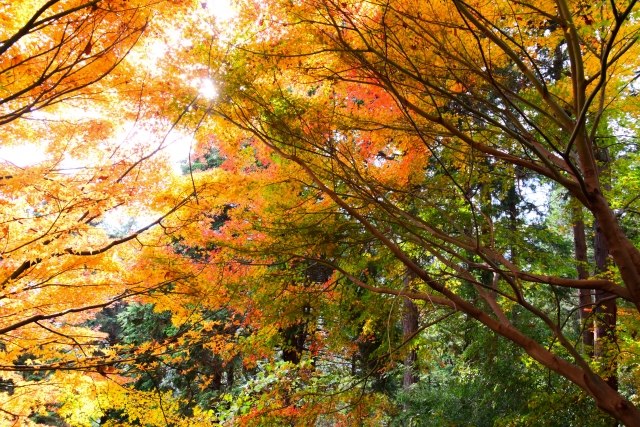 Autumn in Japan, Mt. Takao