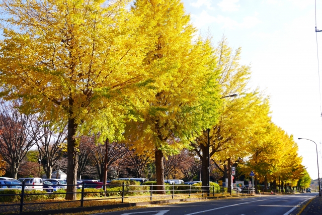 autumn in Japan leaves