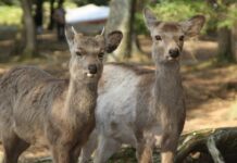 The Ultimate Nara Travel Guide – What to See & Do in Japan’s Ancient Capital Ultimate Nara Travel Guide