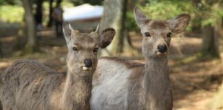 The Ultimate Nara Travel Guide – What to See & Do in Japan’s Ancient Capital Ultimate Nara Travel Guide