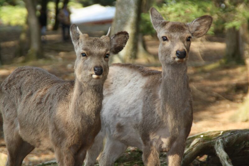 The Ultimate Nara Travel Guide – What to See & Do in Japan’s Ancient ...