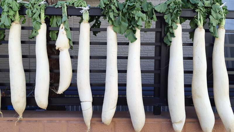 Japanese winter daikon