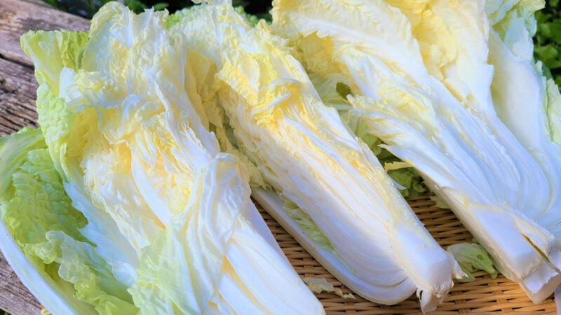 Japanese winter cabbage